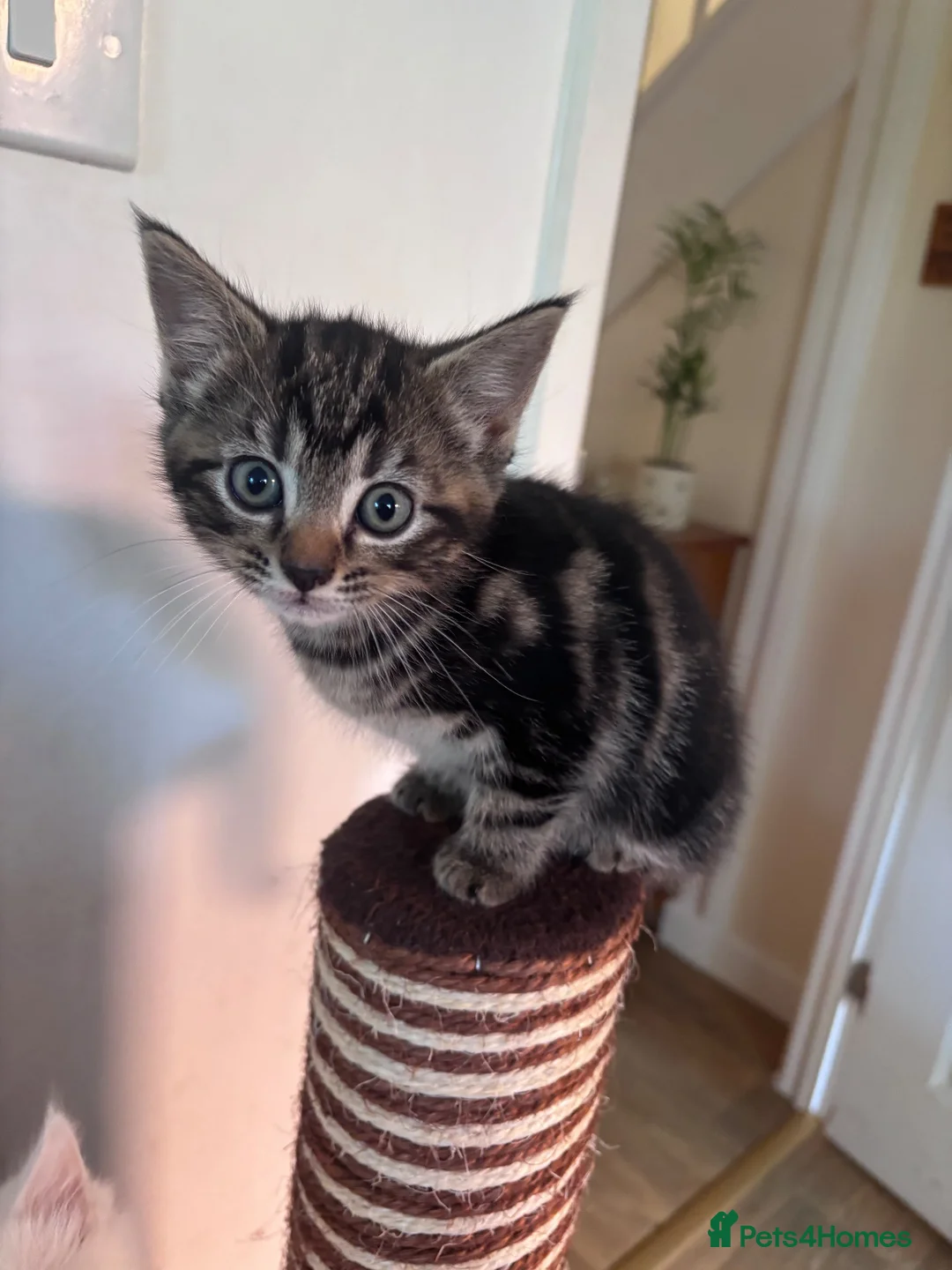 Mixed Breed cats for sale: Beautiful fluffy kittens - Advert 13