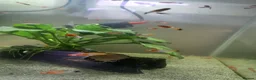 Swordtails fish for sale: Tri Colour Swordtails in Huddersfield - Advert 3