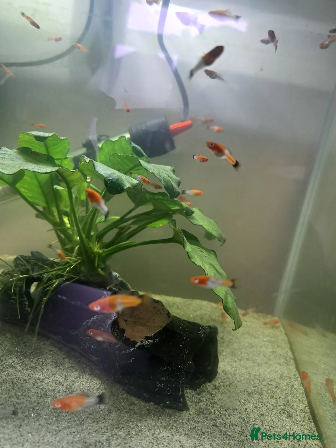 Swordtails fish for sale: Tri Colour Swordtails in Huddersfield - Advert 3