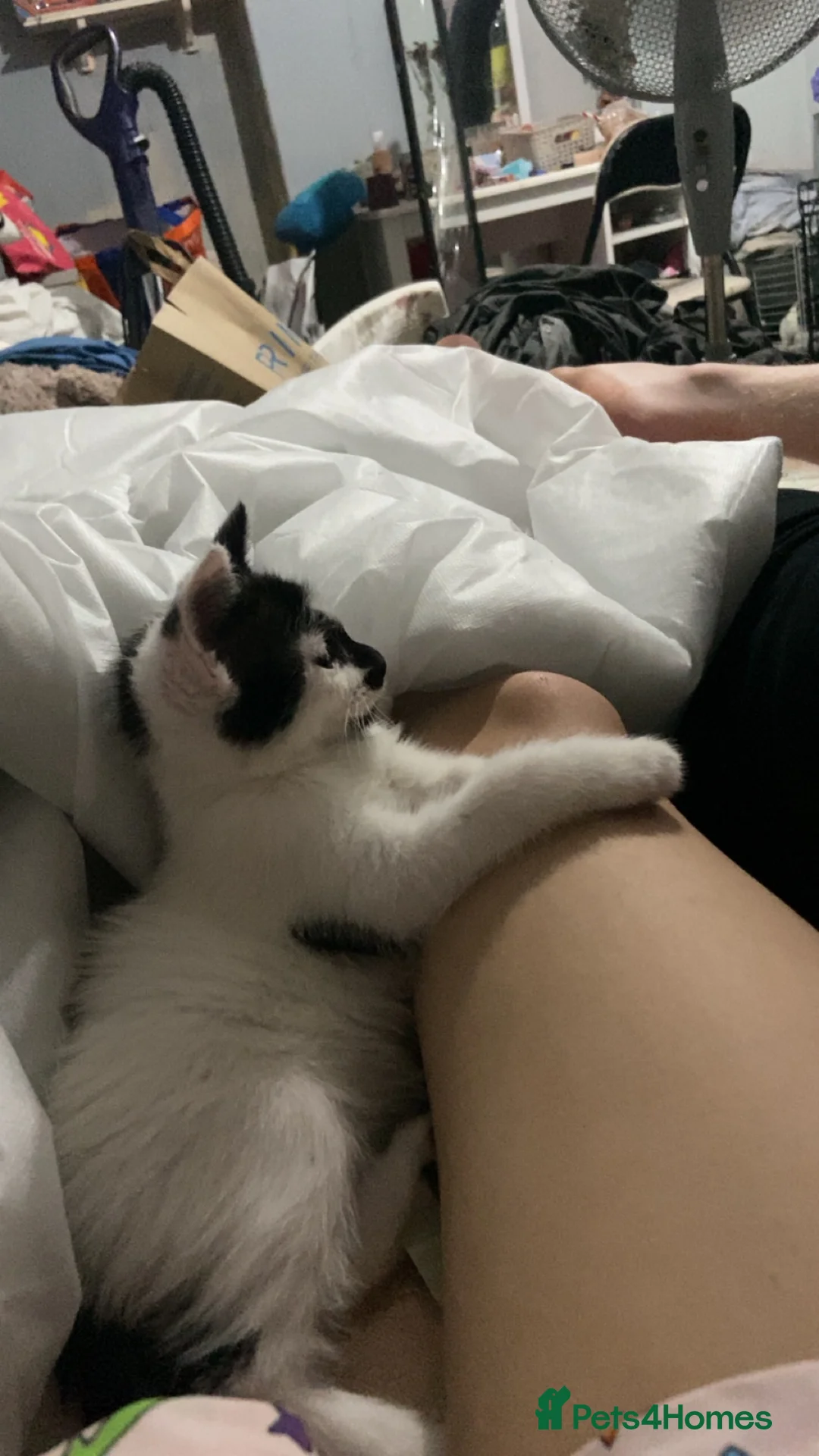 British Shorthair cats for sale: Black and white  - Advert 12
