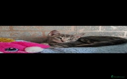 Domestic Shorthair cats for sale: Dobby - Image 2
