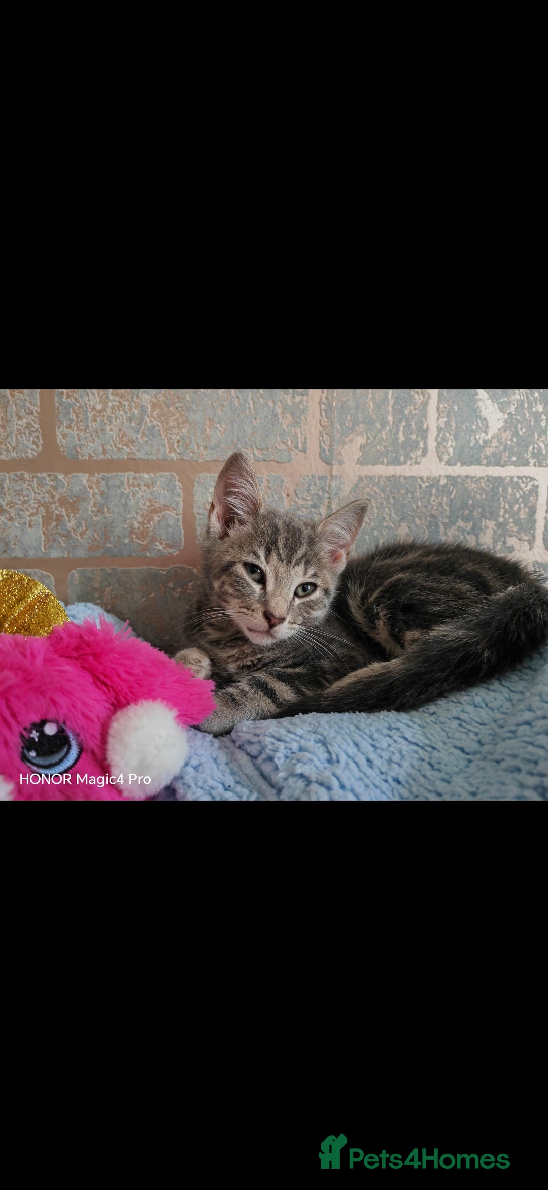 Domestic Shorthair cats for sale: Dobby - Image 2