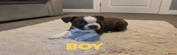 Boston Terrier dogs for sale: 🌸 Blossom's Beautiful Bostons 🌸  - Advert 4