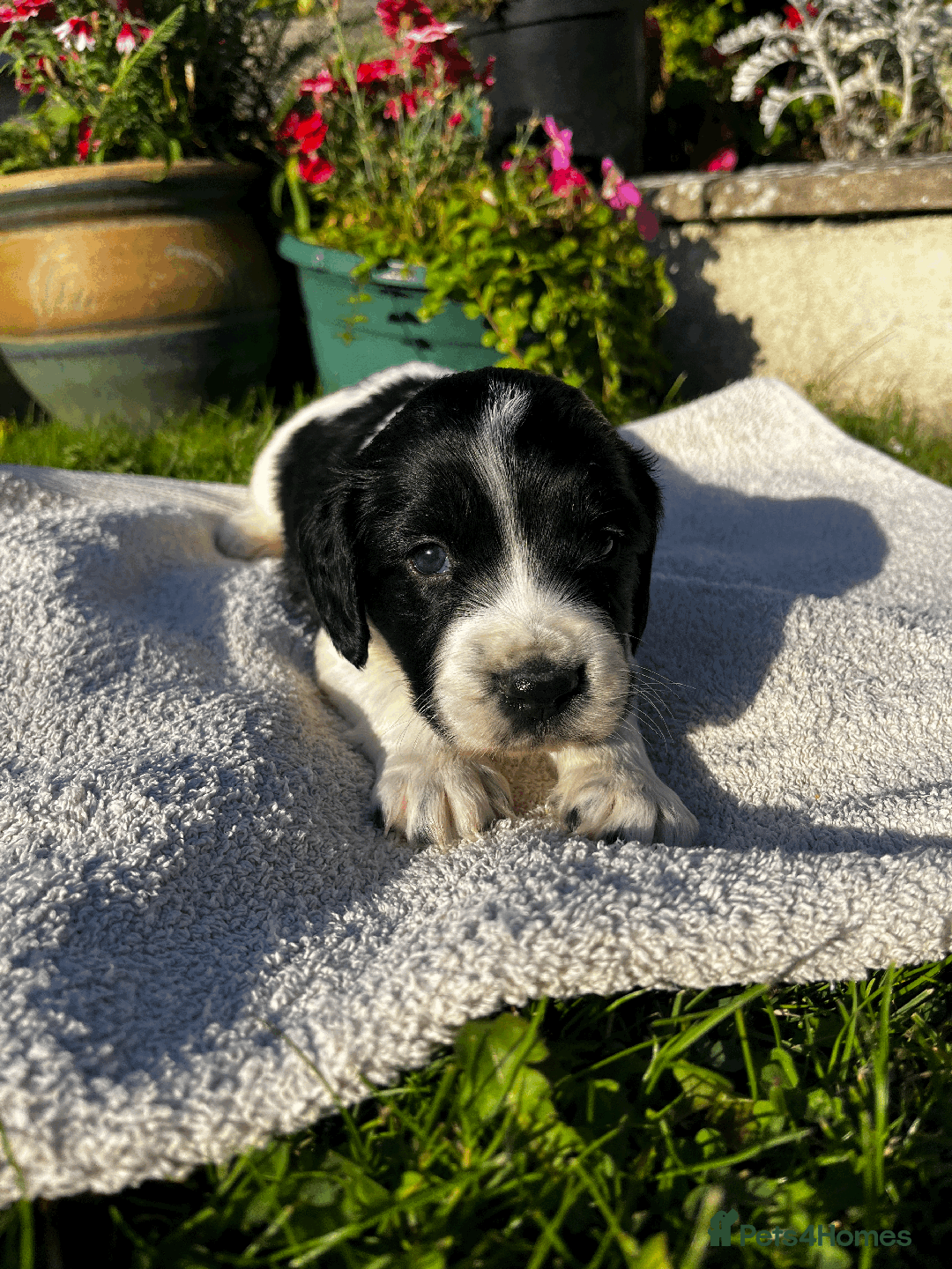 Sprocker dogs for sale: Sprocker Puppies - Image 13