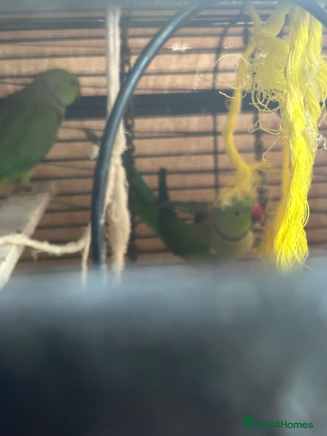 Parrots birds for sale: Indian ring neck males  - Image 4