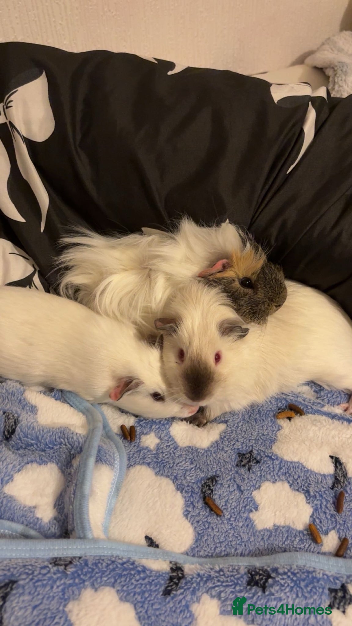 Guinea Pig rodents for sale: 3 bonded guinea pigs with cage etc  - Advert 1