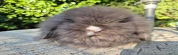 Angora rabbits for sale: 💙STUNNING TEDDYWIDDER boy- IMPORTED PARENTS 💓 - Advert 4