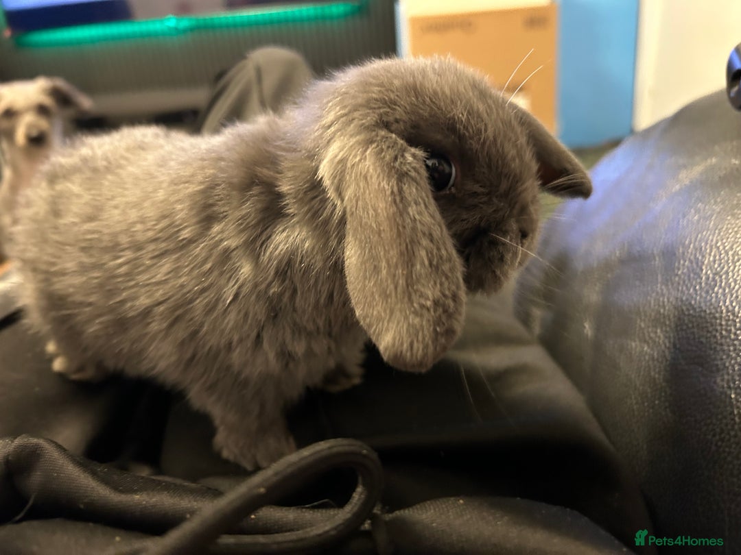Mini Lop rabbits for sale: Mini lop rabbit babies - Advert 2