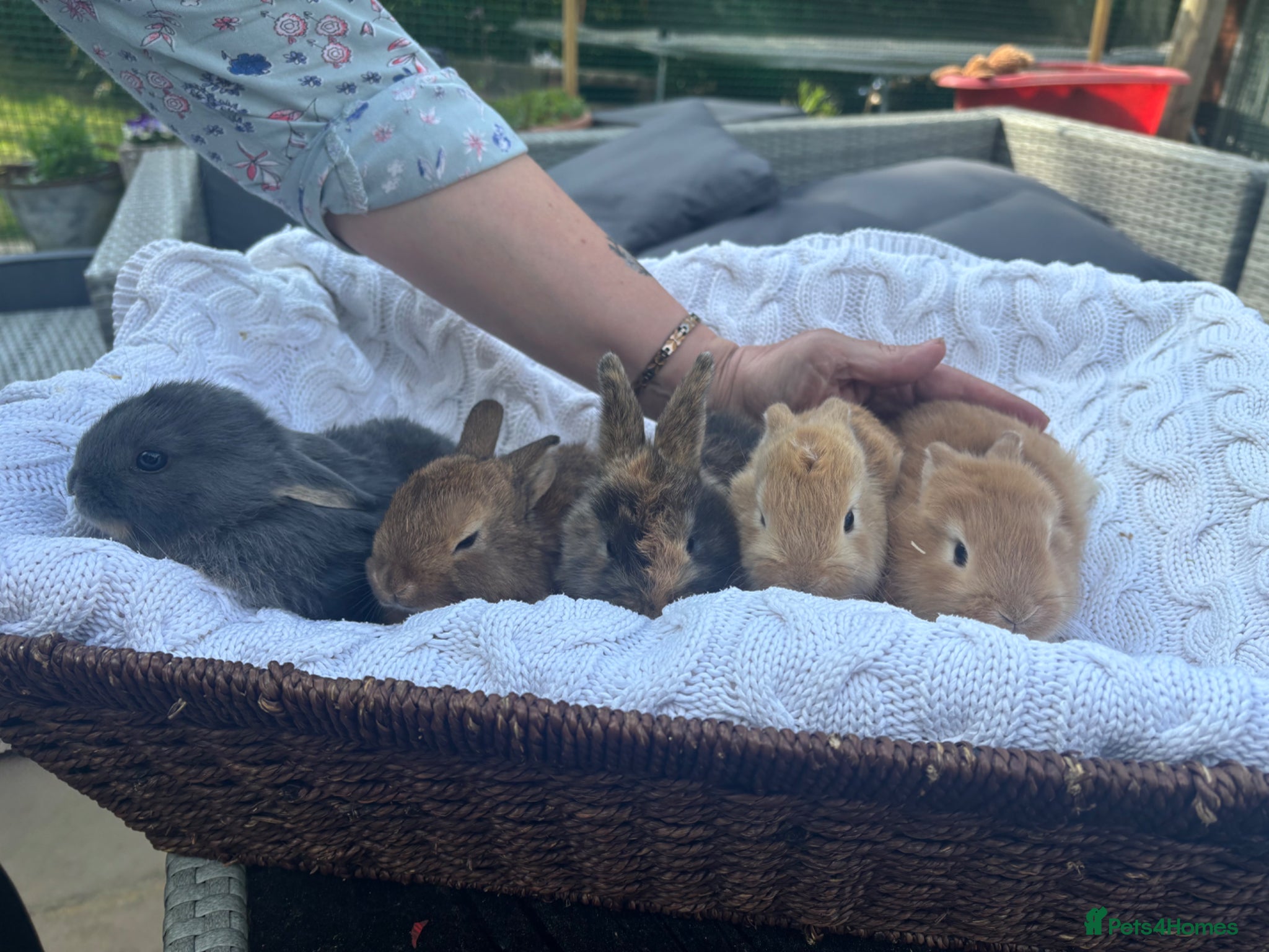 Mixed Breed rabbits 5 Rex x mini lops girl and boys available  - Advert 18