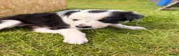 Border Collie dogs for sale: Gorgeous Border Collie puppies  - Advert 10