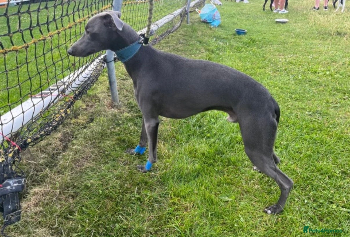 Whippet dogs for sale: KC REGISTERED BLUE WHIPPET BOY - Advert 3