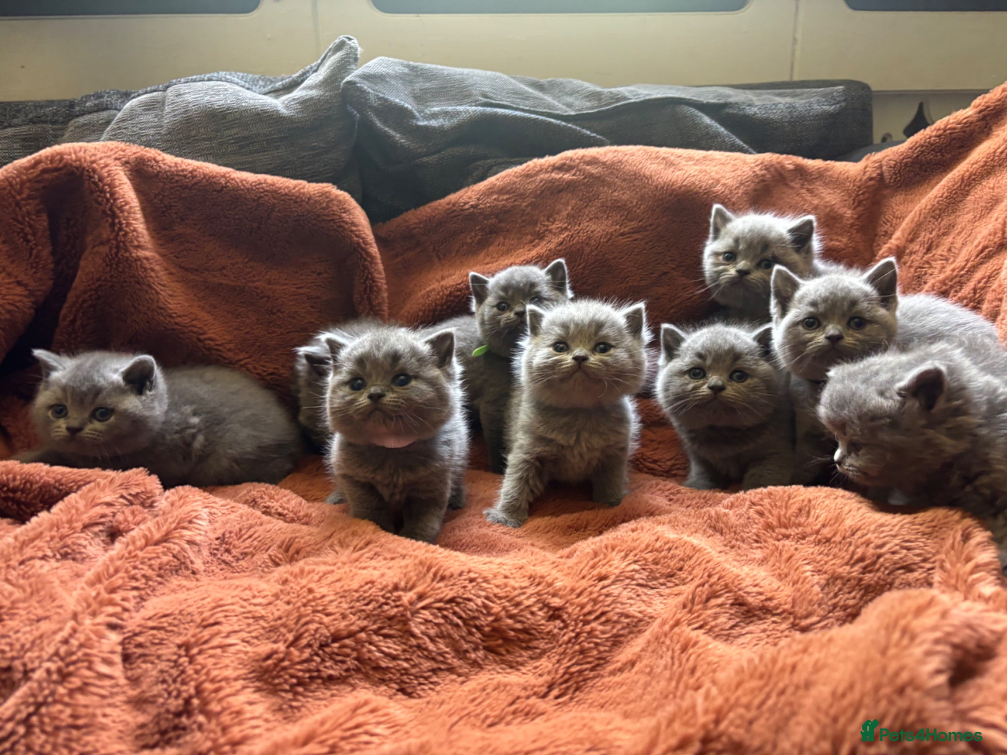 British Shorthair cats British blue shorthair GIRLS ready 20th June  - Advert 2