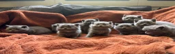 British Shorthair cats for sale: British blue shorthair GIRLS ready 20th June  - Advert 1