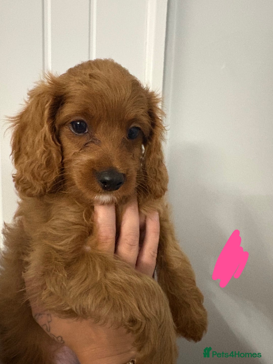 Cavapoo dogs for sale: Last pup left! F1 Cavapoo boy - Image 16