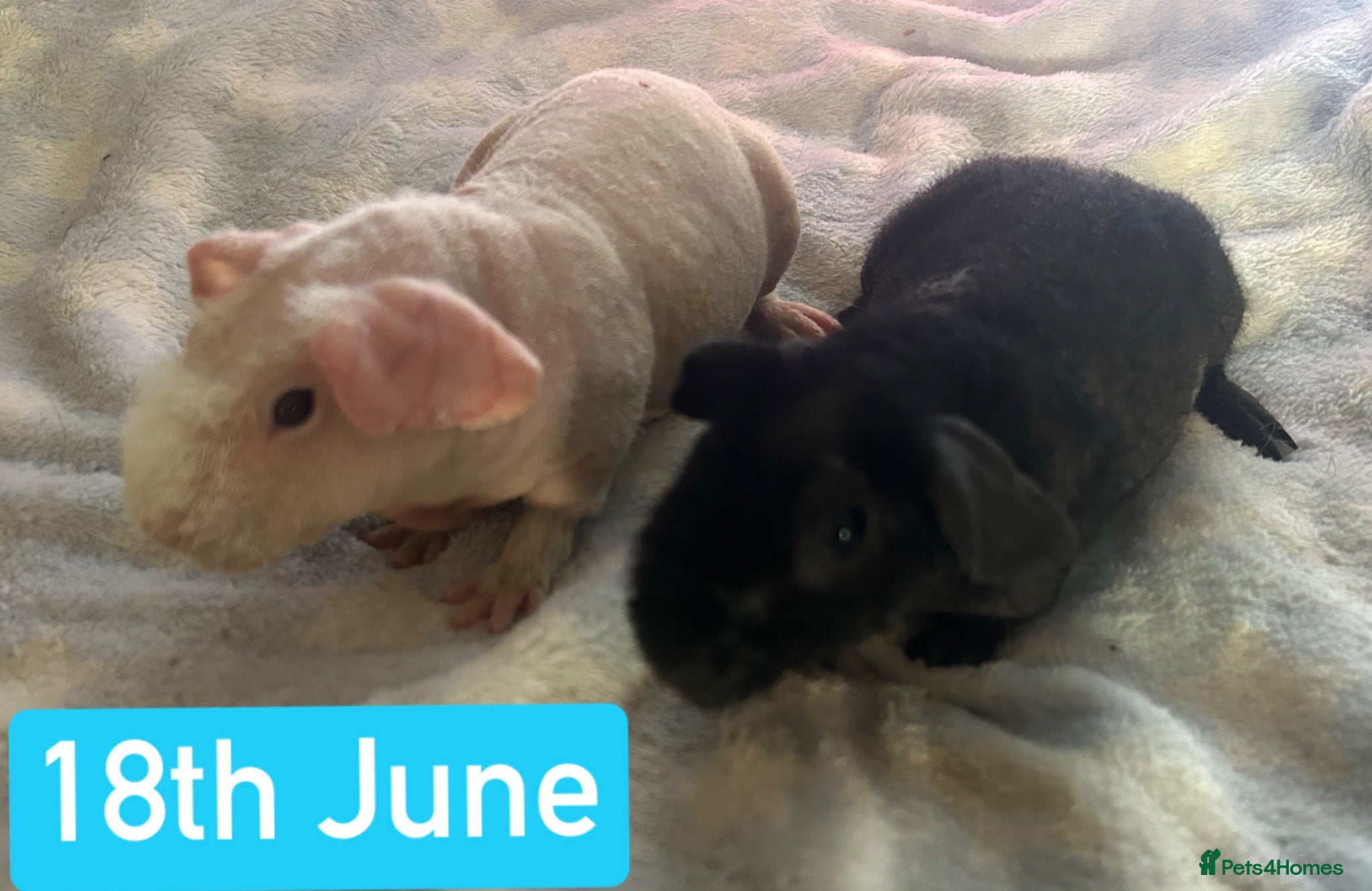 Guinea Pig rodents Skinny Pig Boars  - Advert 3