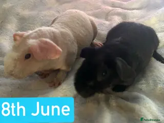 Guinea Pig rodents Skinny Pig Boars - Advert 3