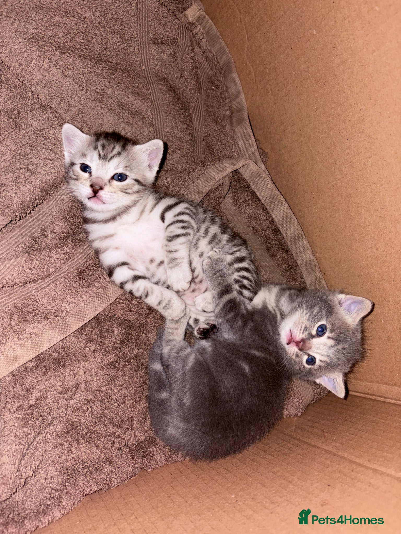 Bengal cats Silver Bengal - Advert 12