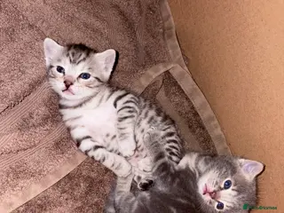 Bengal cats Silver Bengal - Advert 12