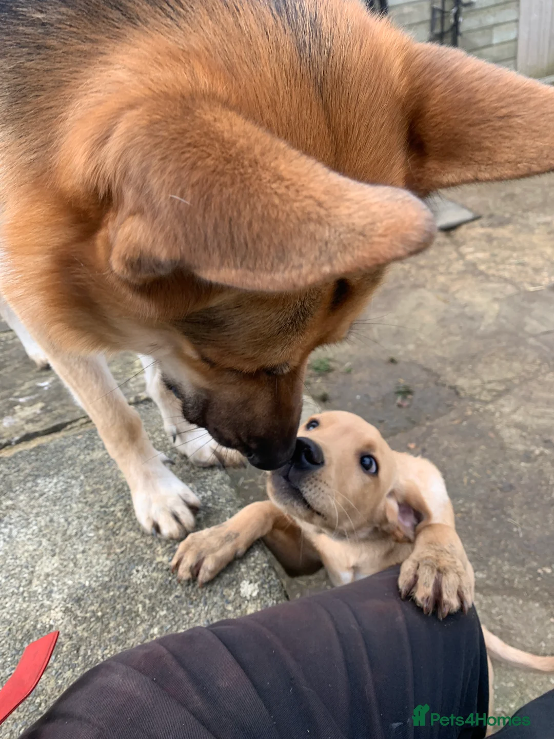 German Shepherd dogs for stud: Spectacular GSD wolfdog *for Stud only* in Dursley - Advert 22