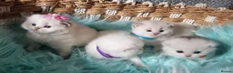 British Shorthair cats for sale: 💖GOLDEN & SILVER POINT BSH & BLH KITTENS💖 - Advert 10