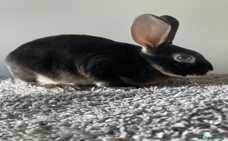 Rex rabbits - Advert 7