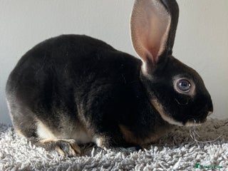 Rex rabbits Mini REX bunnies x 4 - Advert 5