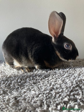 Rex rabbits - Advert 3