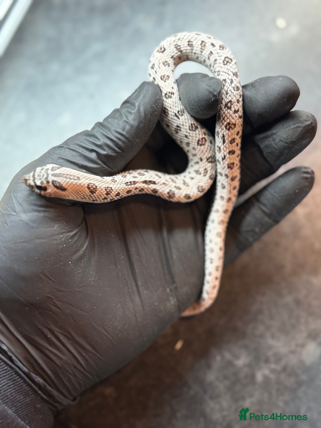 Snake reptiles for sale: Cb25 Hognose snakes AMAZING  - Image 2