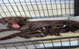 Mixed Breed dogs for sale: My last beautiful F1B Irish cockapoo puppy - Image 4