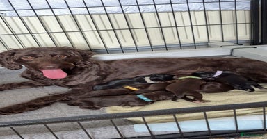Mixed Breed dogs - Advert 9