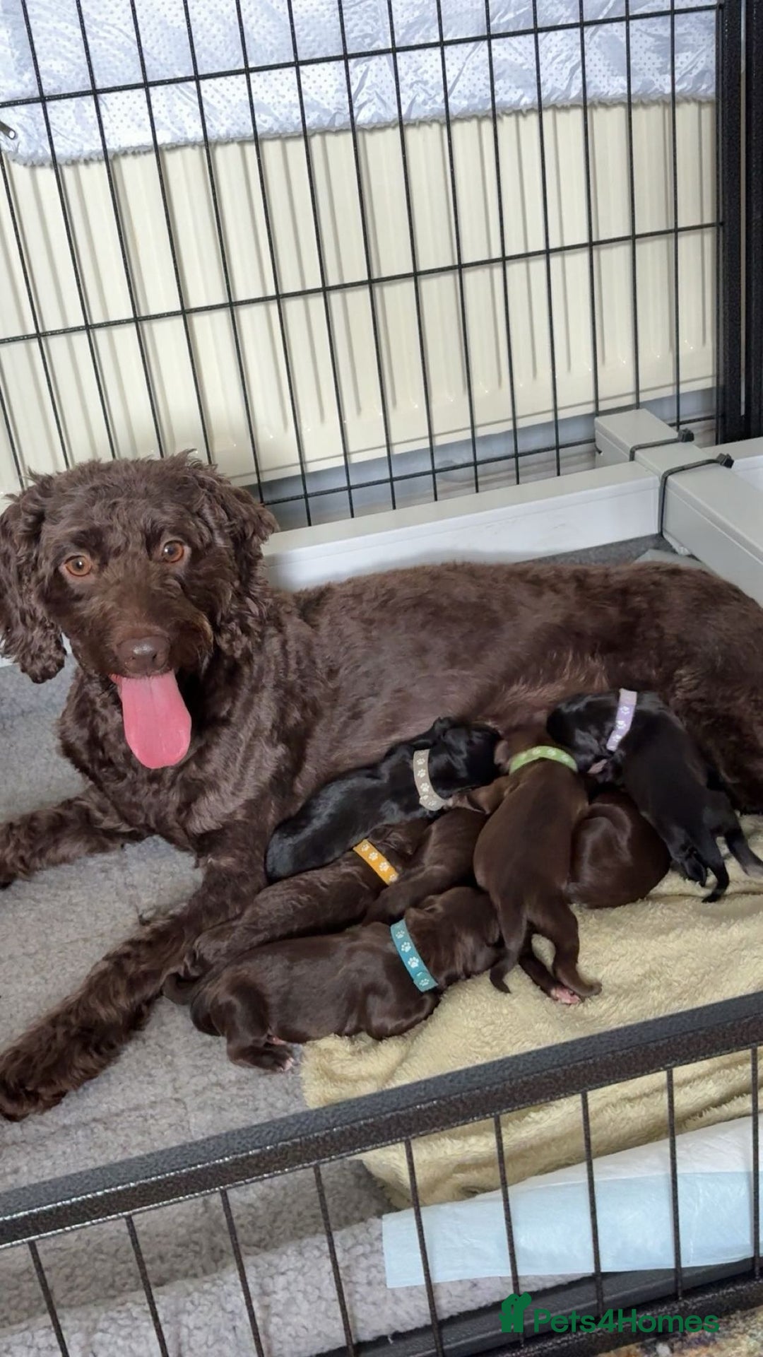 Mixed Breed dogs for sale: My last beautiful F1B Irish cockapoo puppy - Image 4