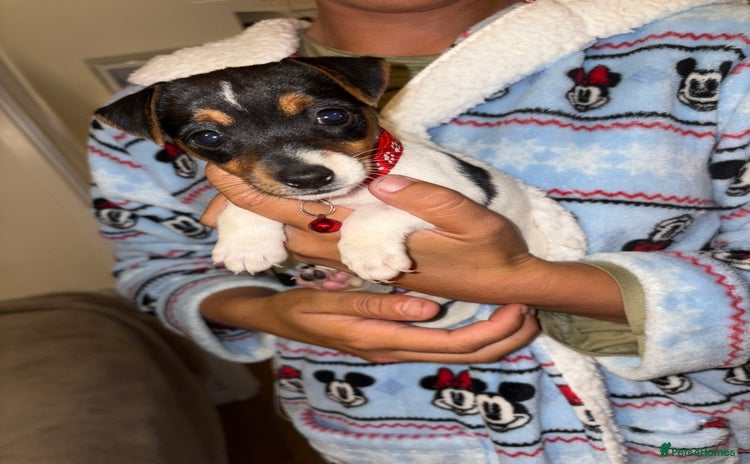 Jack Russell dogs - Advert 2