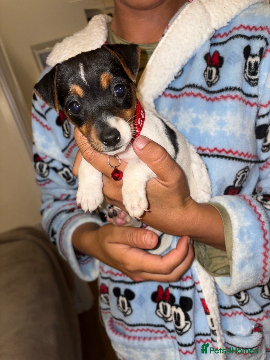 Jack Russell dogs for sale: Jack Russell Pure Breed Puppy’s  - Image 1