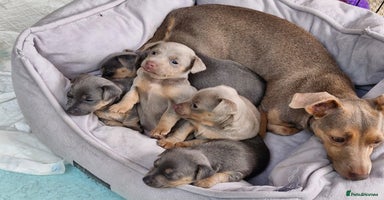 Jack Russell dogs - Advert 6