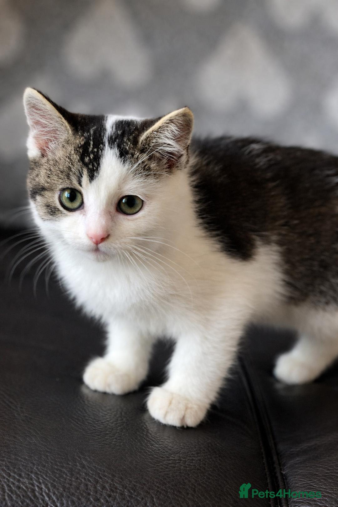 British Longhair cats for sale: Bsh x  - Advert 1