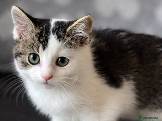 British Longhair cats Bsh x - Advert 10