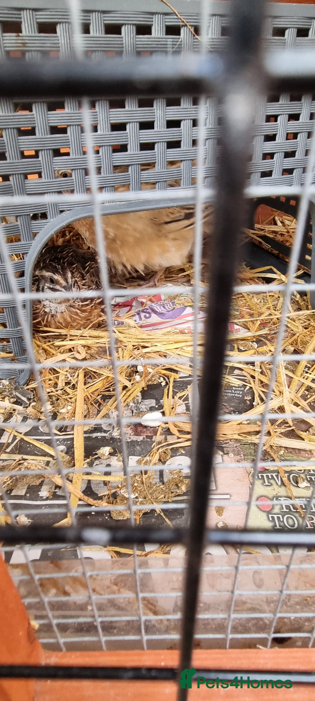 Quail poultry for sale: Cortinoux quails  - Advert 3