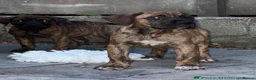 Presa Canario dogs for sale: World class presa canario pups recognised Breeder - Advert 3