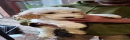 Cockapoo dogs for sale: F2 Cockapoo pups in Penrith - Advert 5