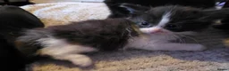 Mixed Breed cats for sale: Mixed kittens  - Advert 13