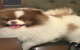 Pomeranian dogs for sale: Ready in 3 weeks! Two Beautiful teddy bear faces🐻 - Advert 14