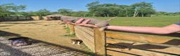 Jack Russell dogs for sale: Miniature Jack Russell puppies  - Advert 12