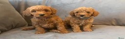 Cavapoo dogs for sale: Cavapoos Extensive DNA & Heart tested - Advert 30