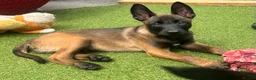 Belgian Shepherd Dog dogs for sale: Stunning Belgian Malinois pups 1 boy - Advert 26