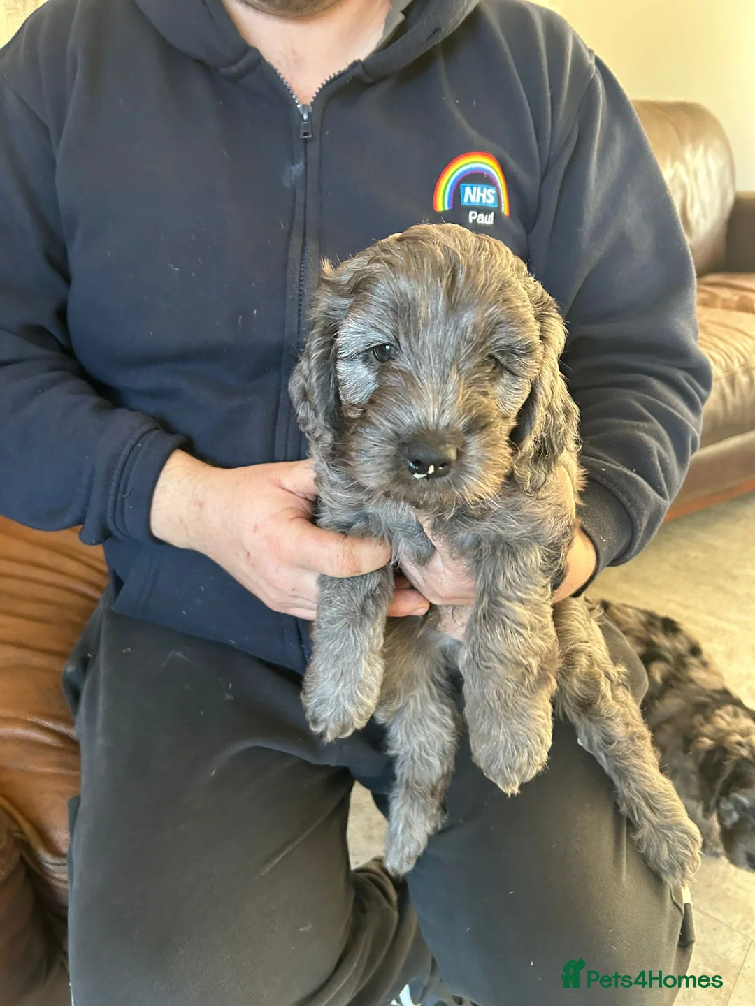 Cockapoo dogs for sale: Cockerpoo / cockapoo - Advert 7