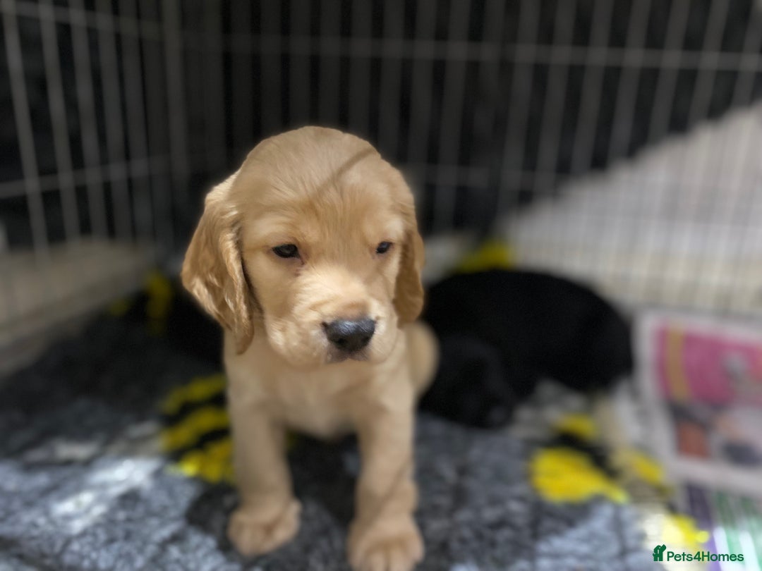 Cocker Spaniel dogs for sale: Superb Quality Royal KC Cocker Spaniel Puppies - Advert 1