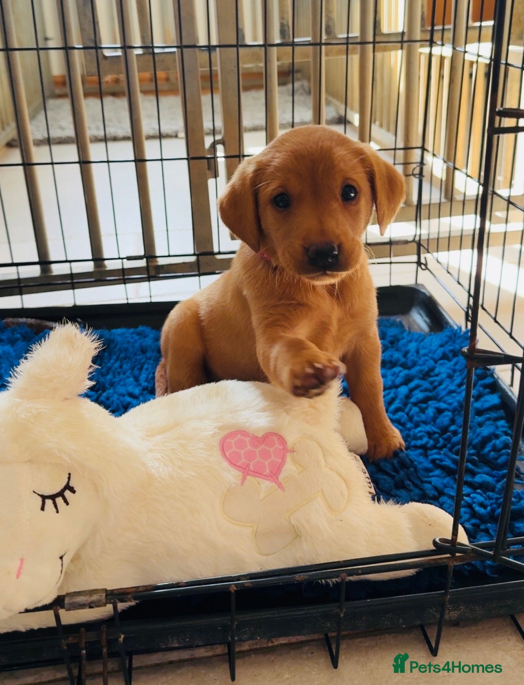 Beautiful KC Deep Fox Red Labradors boys for sale in Launceston