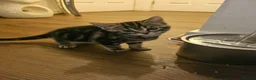 Bengal cats for sale: Bengal x British Shorthair  - Advert 36
