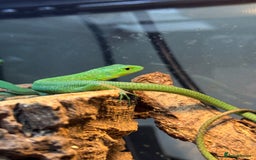 Lizard reptiles for sale: Green Keeled Bellied Lizard - Image 3
