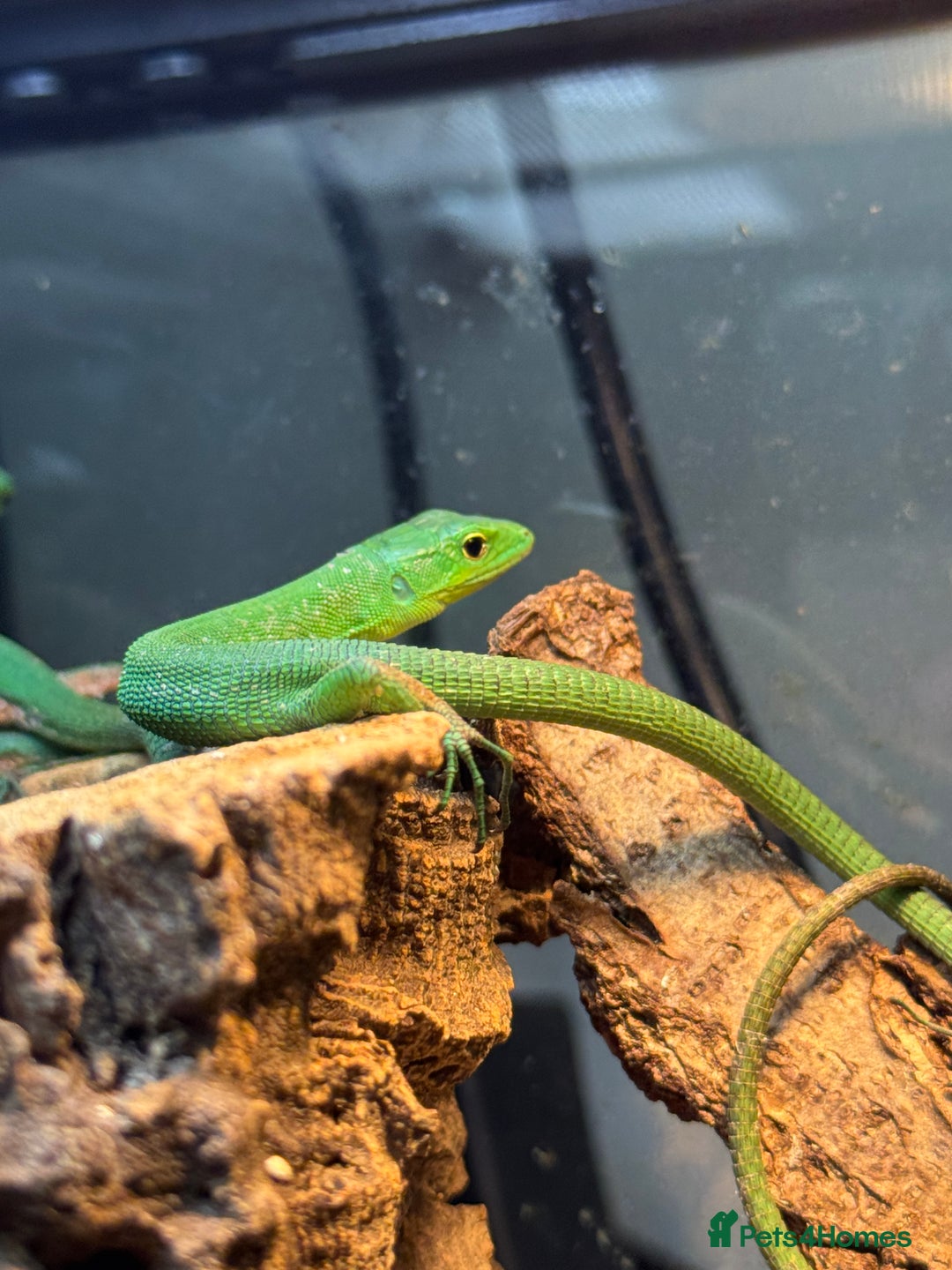 Lizard reptiles for sale: Green Keeled Bellied Lizard - Image 3